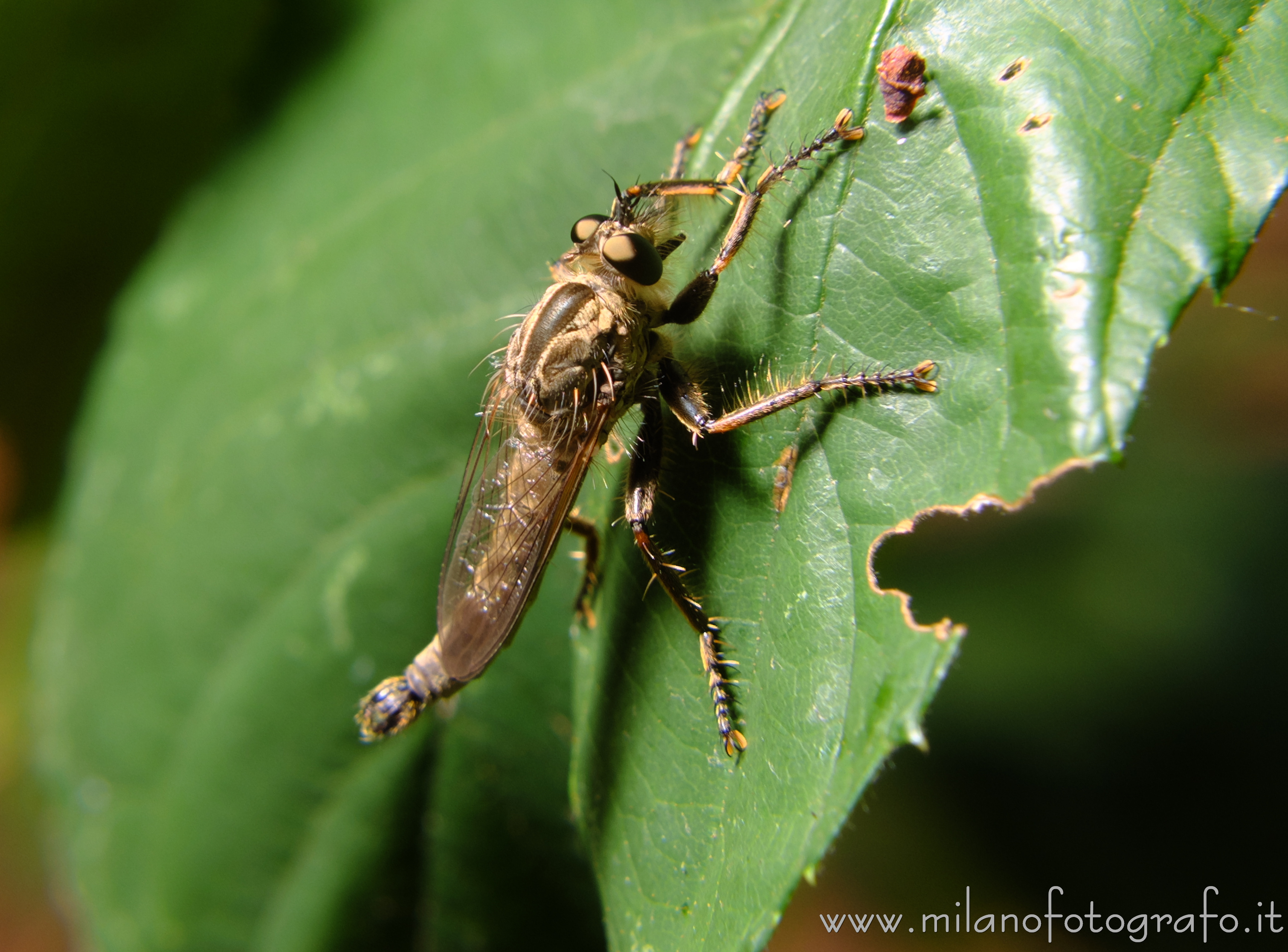 Cadrezzate (Varese, Italy) - Male robber fly of the genus Machimus, probably rusticus